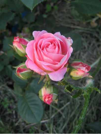 parkowa róża NOTRE DAME DU ROSAIRE