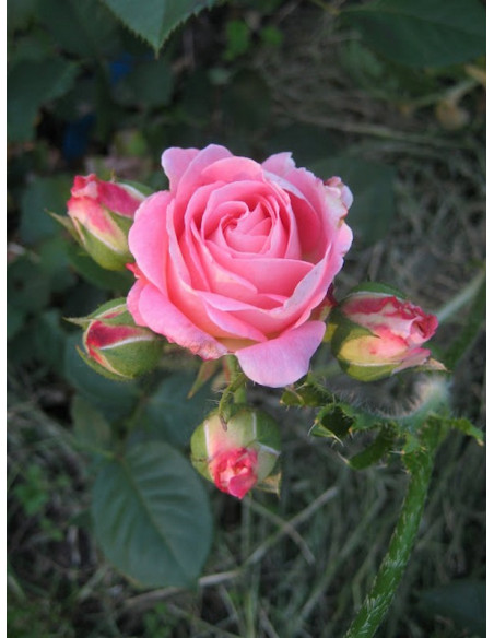 parkowa róża NOTRE DAME DU ROSAIRE