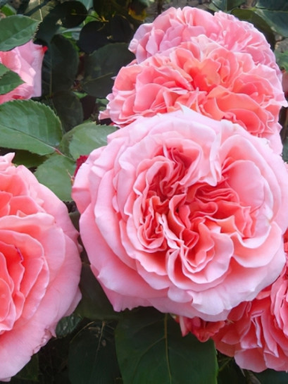 róża parkowa NOTRE DAME DU ROSAIRE