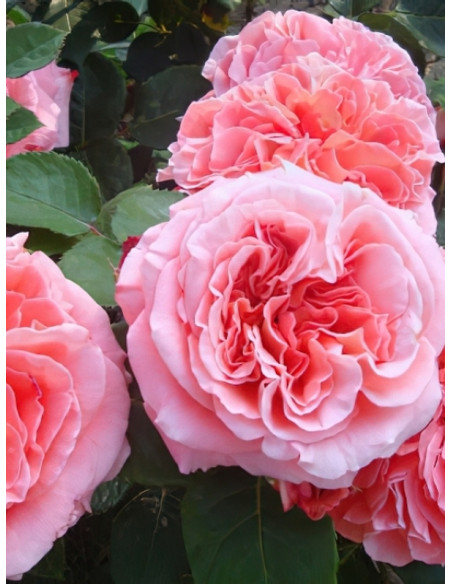 róża parkowa NOTRE DAME DU ROSAIRE