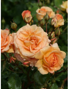 BENTHEIMER GOLD® róża rabatowa 2