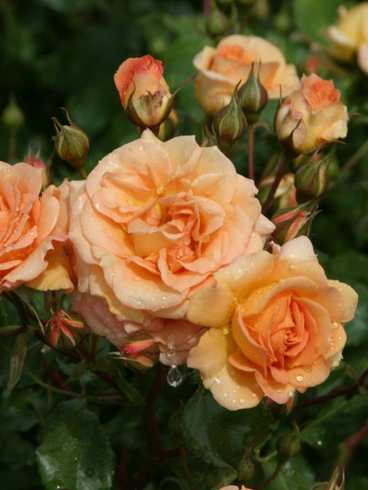 róża rabatowa BENTHEIMER GOLD