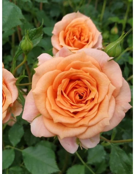 BENTHEIMER GOLD rabatowa  róża