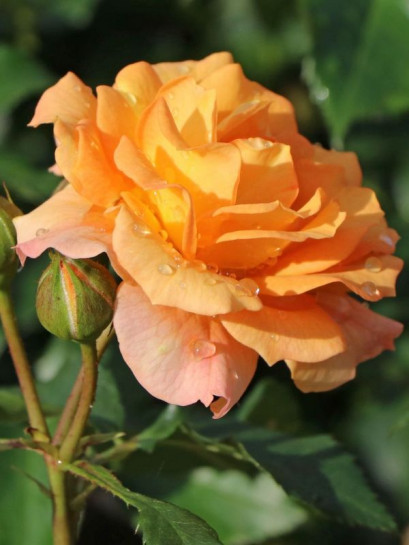 rabatowa róża BENTHEIMER GOLD