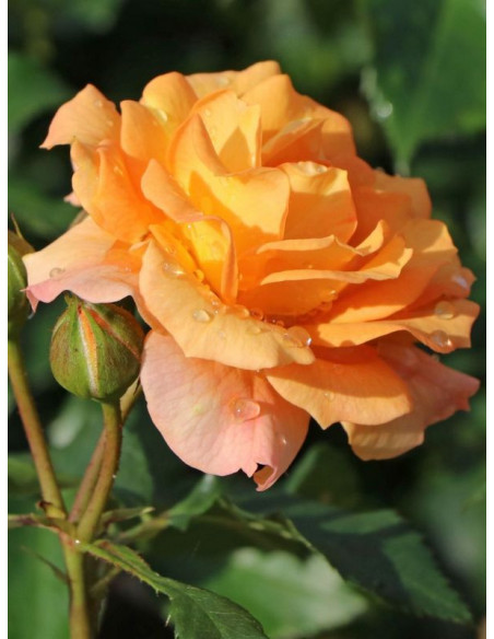 rabatowa róża BENTHEIMER GOLD