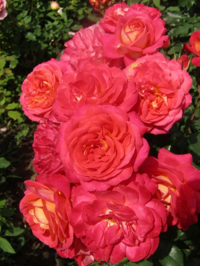 róża rabatowa midsummer