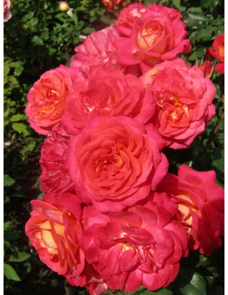 róża rabatowa midsummer