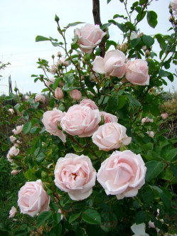 New Dawn róże pnące 2