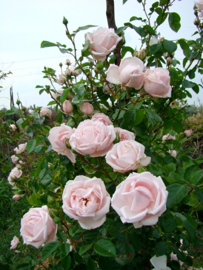 róże pnące new dawn