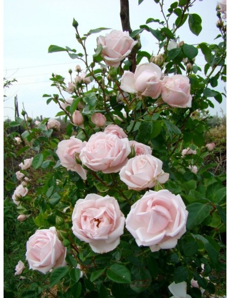 róże pnące new dawn