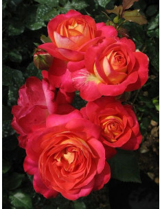 róża rabatowa midsummer 2