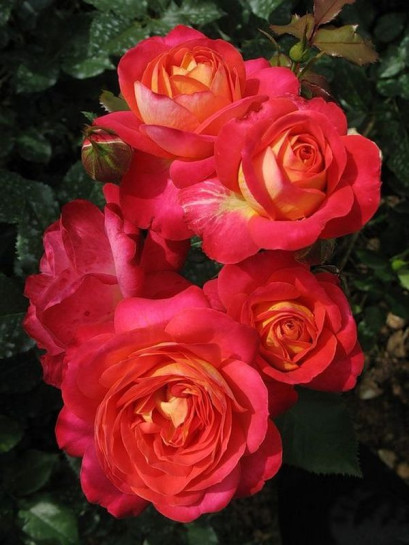 rabatowa róża tantau midsummer