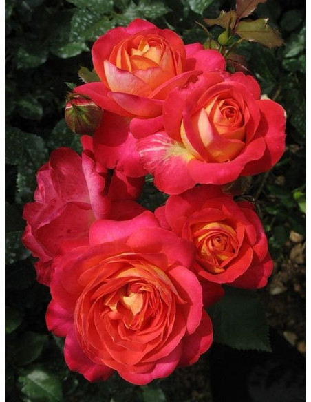 rabatowa róża tantau midsummer