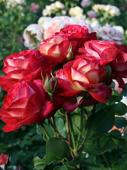 midsummer róża rabatowa