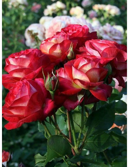 midsummer róża rabatowa