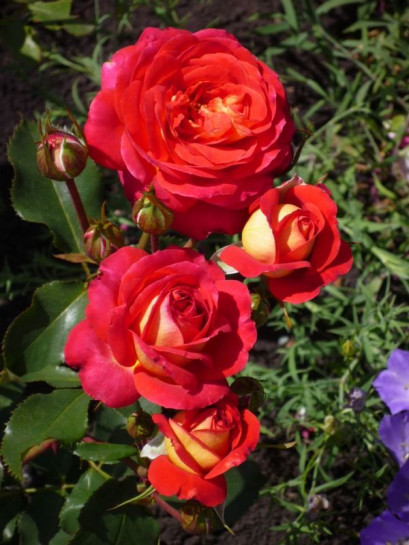 Midsummer roza rabatowa