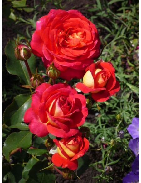 Midsummer roza rabatowa