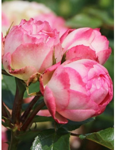 róża wielkokwiatowa Lovely Rokoko 2