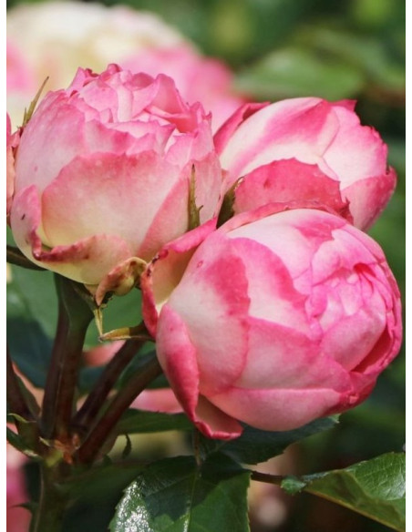 Lovely Rokoko róża wielkokwiatowa