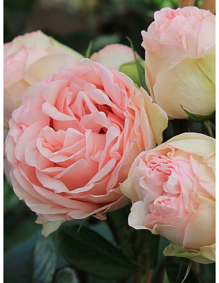 róża wielkokwiatowa Lovely Rokoko