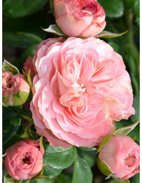 Lovely rokoko wielkokwiatowa róza