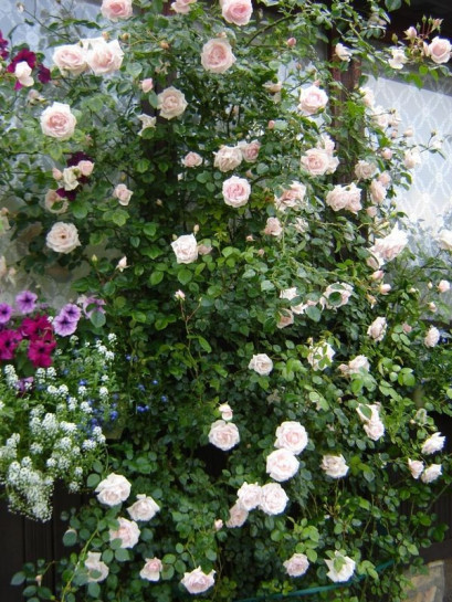 New Dawn roze pnące