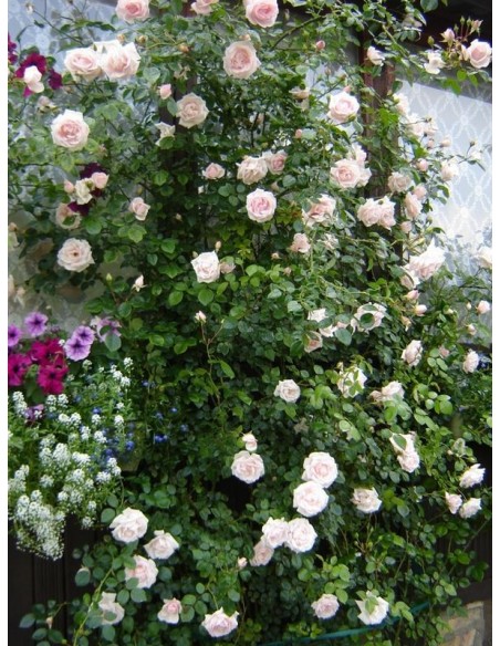 New Dawn roze pnące