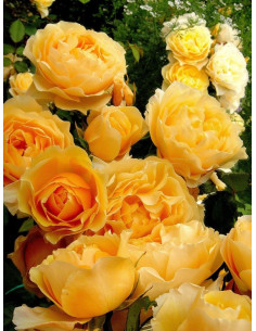 angielskie róże żólte Lemon Parody 2