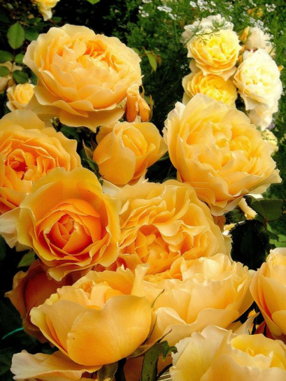 LEMON PARODY róża angielska