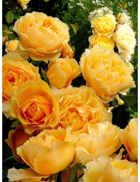 LEMON PARODY róża angielska