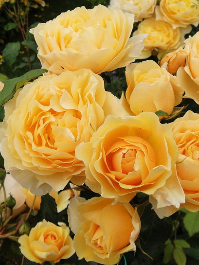 róża angielska LEMON PARODY