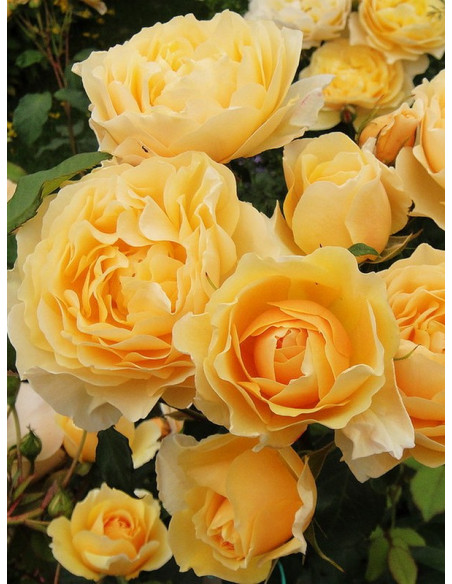 róża angielska LEMON PARODY