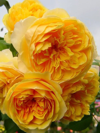 angielska róża LEMON PARODY