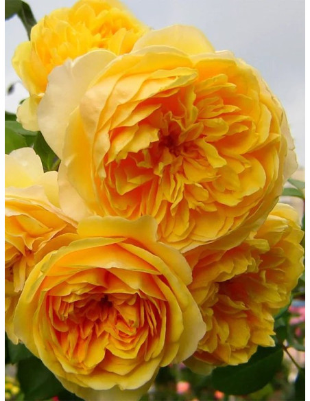 angielska róża LEMON PARODY