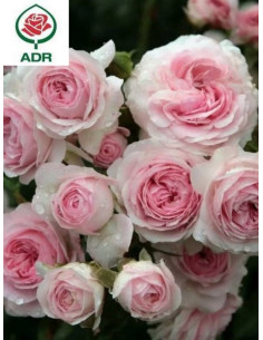 LARISSA® róża okrywowa