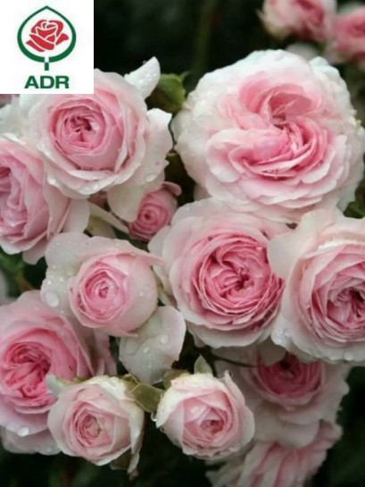 LARISSA® róża okrywowa