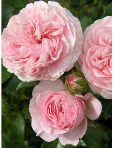 LARISSA® róża okrywowa 2