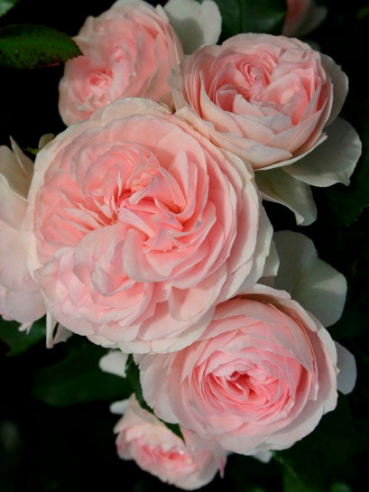 LARISSA® okrywowa róża