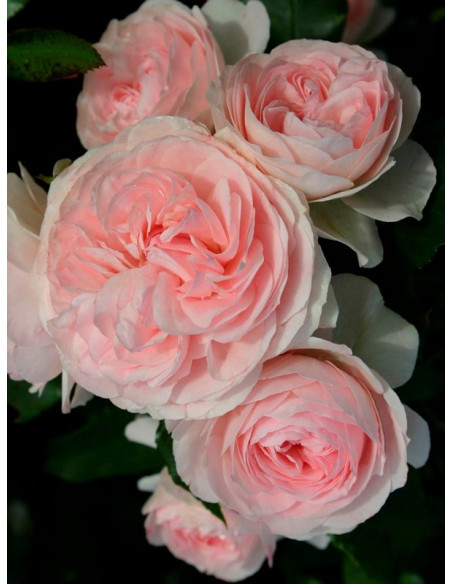 LARISSA® okrywowa róża