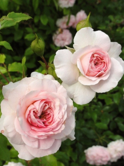 róża okrywowa LARISSA®