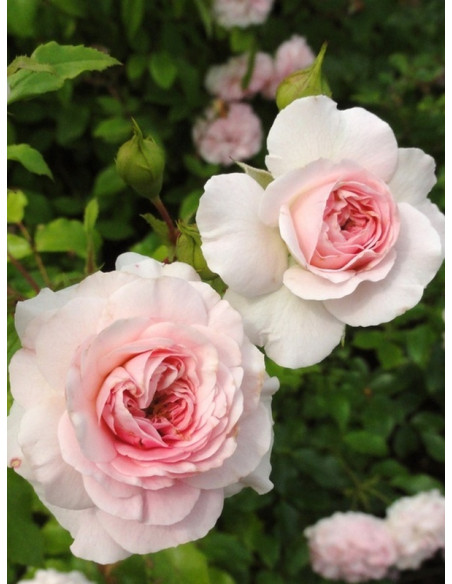 róża okrywowa LARISSA®