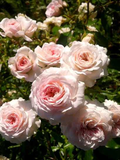 okrywowa róża LARISSA®