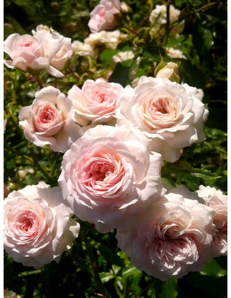 okrywowa róża LARISSA®