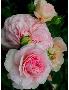 MARIATHERESIA róża rabatowa