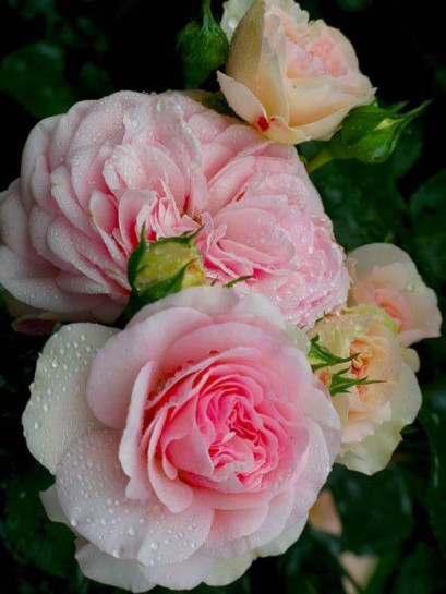 MARIATHERESIA róża rabatowa