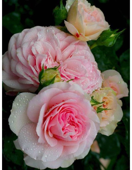 MARIATHERESIA róża rabatowa