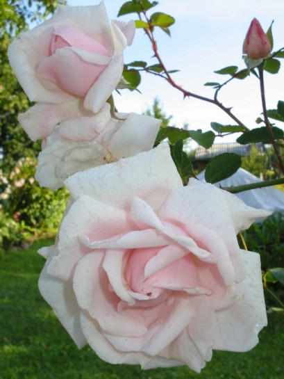 New Dawn pnące róże pnące