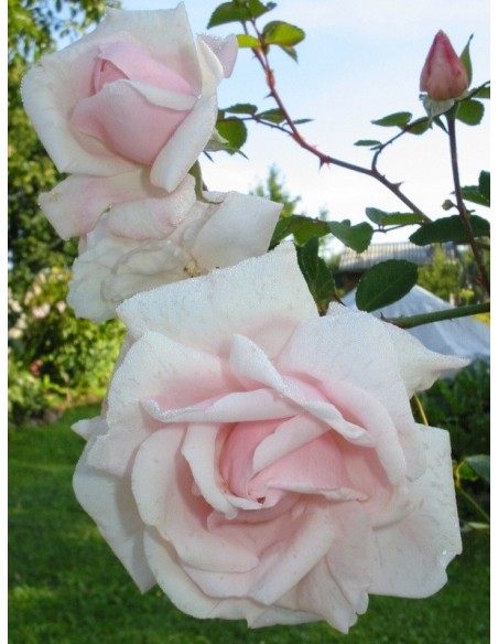 New Dawn pnące róże pnące