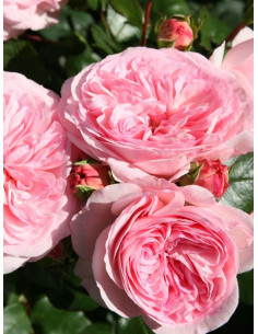 MARIATHERESIA róża rabatowa 2