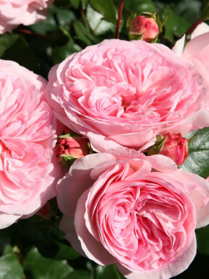 MARIATHERESIA róża rabatowa